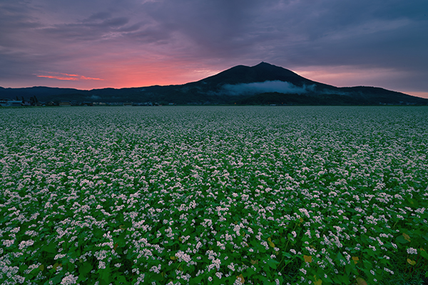 束の間の蕎麦畑