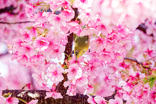 White-eye in paradise