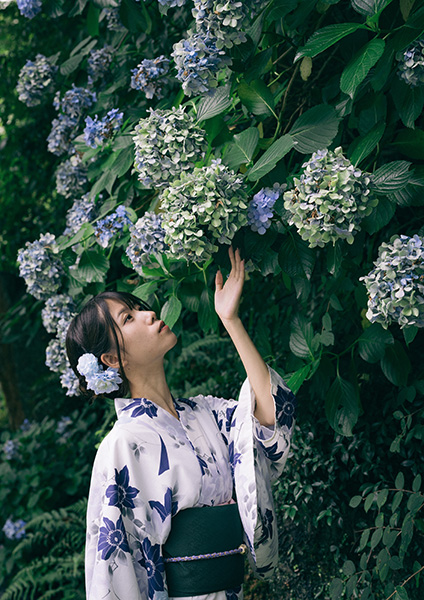 最後の紫陽花