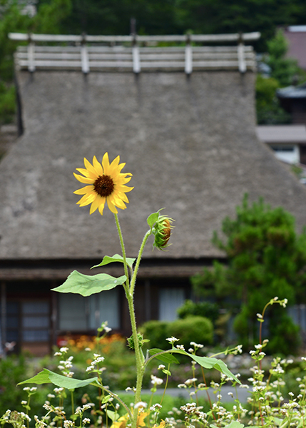 京都・美山茅葺の里と向日葵