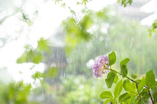 古寺の紫陽花