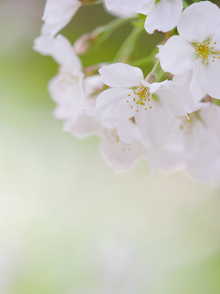 花時